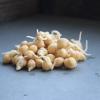 Dried Garbanzo Beans- Organic Sprouting Seeds - 1 Lbs - Handy Pantry Brand - Dry Garbonzo Bean / Seeds - For Planting, Gardening, Hummus, Cooking, Food Storage, Sprouts Product Name view 3