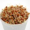 Organic Red Lentil Sprouting Seeds -5 Lbs - Handy Pantry Brand - Red Lentils- Perfect for Garden Seeds, Gardening, Salad, Soup, Sprouts & Food Storage view 3