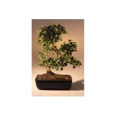 SKG INC.'s IMPORTED FLOWERING FUKIEN TEA INDOOR BONSAI