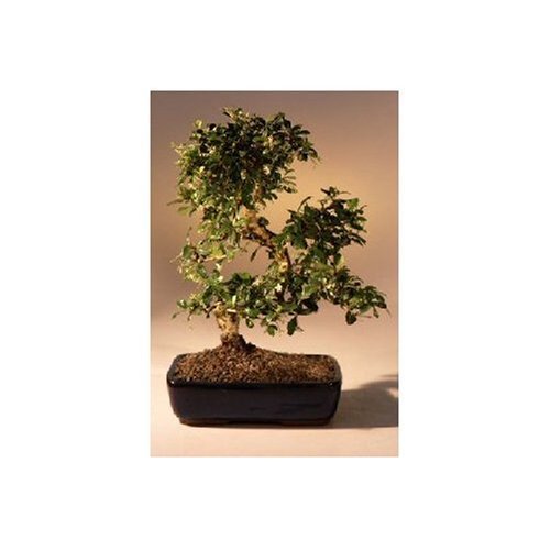 SKG INC.'s IMPORTED FLOWERING FUKIEN TEA INDOOR BONSAI