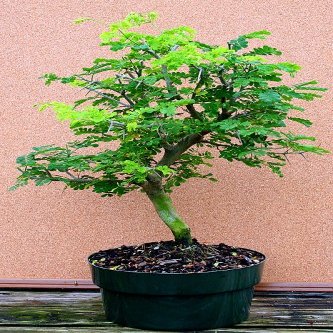 2CHIXGIFTS BRAZILLIAN RAINTREE-MEDIUM