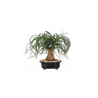 SKG INC.'s PONYTAIL PALM BONSAI
