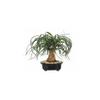 SKG INC.'s PONYTAIL PALM BONSAI view 1