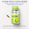 SOLARAY Mullein Leaf 330 mg - Soothing Herbal Support - Mullein Capsules Traditionally Used to Support Health and Wellness - Vegan, Non-GMO, Lab Verified, 60-Day Guarantee, 100 Servings, 100 VegCaps view 3