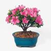 Brussel's Bonsai - Azalea Bonsai view 1
