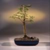 Bald Cypress Bonsai Tree.(taxodium distichum) view 1