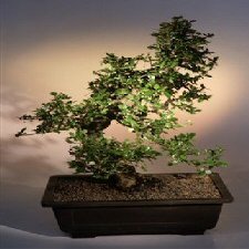 Fukien Tea Bonsai Tree .(ehretia microphylla)