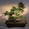 Fukien Tea Bonsai Tree .(ehretia microphylla) view 1