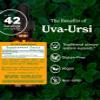 Herb Pharm Uva Ursi Liquid ExtraCount for Urinary System Support, 1 Fl Oz view 2