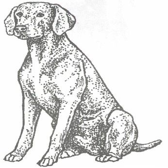 Dog Rubber Stamp - Weimaraner-3E (Size: 1-1/4" Wide X 2-1/4" Tall)