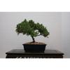 M&M BONSAI Juniper Bonsai Tree in Japanese Pot view 1