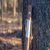 Brazos Rustic Wood Walking Stick, Twisted Sassafras, Traditional Style Handle, for Men & Women, Made in The USA, 58" view 2