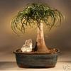 M&M BONSAI LARGE PONYTAIL PALM BONSAI TREE view 1
