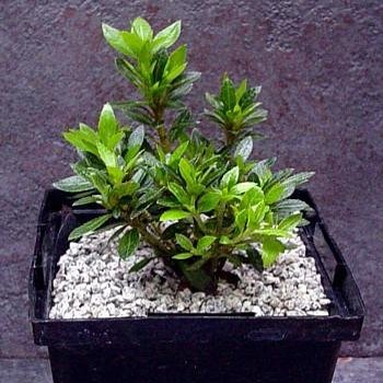 Chinese Dwarf Azalea (True Bonsai Plant) - For Indoors or Out