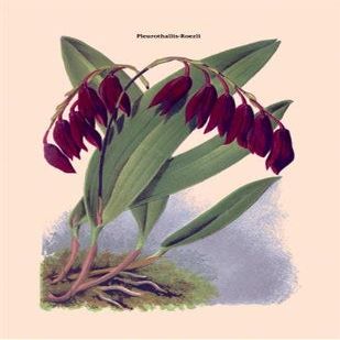 BuyEnLarge Orchid: Pleurothallis-Roezli 24x36 Giclee