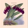 BuyEnLarge Orchid: Pleurothallis-Roezli 24x36 Giclee view 1