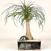 Ponytail Palm view 1