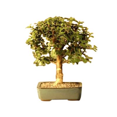 Bonsaiboy Baby Jade Bonsai Tree - Medium Portulacaria Afra