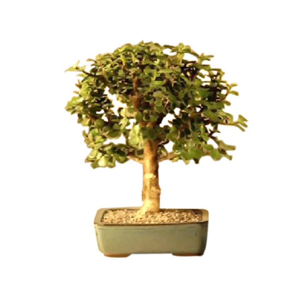 Bonsaiboy Baby Jade Bonsai Tree - Medium Portulacaria Afra