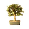 Bonsaiboy Baby Jade Bonsai Tree - Medium Portulacaria Afra view 1