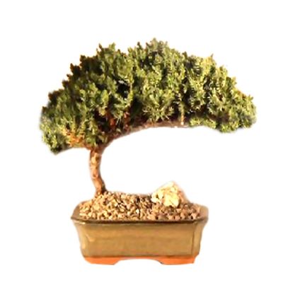 Bonsaiboy Juniper Bonsai Tree - Medium Juniper Procumbens Nana