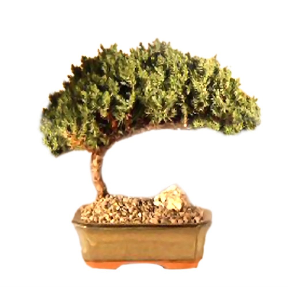 Bonsaiboy Juniper Bonsai Tree - Medium Juniper Procumbens Nana