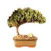 Bonsaiboy Juniper Bonsai Tree - Medium Juniper Procumbens Nana view 1