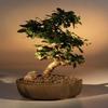 Bonsai Boy's Flowering Fukien Tea Bonsai Tree - Curved Trunk Medium ehretia microphylla view 1