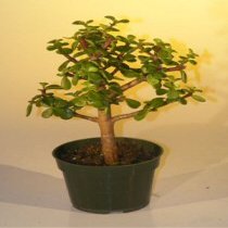 Bonsai Boy's Pre Bonsai Baby Jade Bonsai Tree - Medium Portulacaria Afra