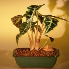 Bonsai Boy Alocasia Polly alocasia amazonica