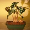 Bonsai Boy Alocasia Polly alocasia amazonica view 1