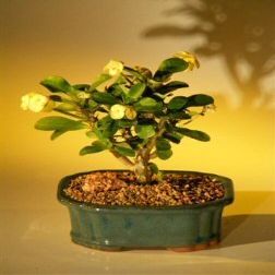 Bonsai Boy's Flowering Crown of Thorns Bonsai Tree - Yellow euphorbia milii