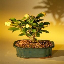 Bonsai Boy's Flowering Crown of Thorns Bonsai Tree - Yellow euphorbia milii