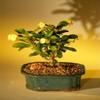 Bonsai Boy's Flowering Crown of Thorns Bonsai Tree - Yellow euphorbia milii view 1