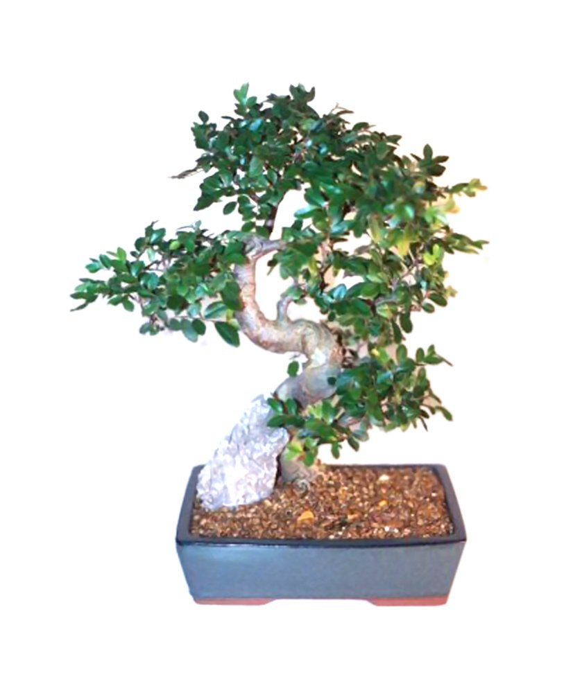 Bonsaiboy Chinese Elm Bonsai Tree - Extra Large Curved Trunk Style Ulmus Parvifolia