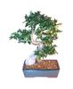 Bonsaiboy Chinese Elm Bonsai Tree - Extra Large Curved Trunk Style Ulmus Parvifolia view 1
