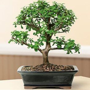 Bonsai Boy's ON THIS TREE Baby Jade Bonsai Tree - Large Portulacaria Afra