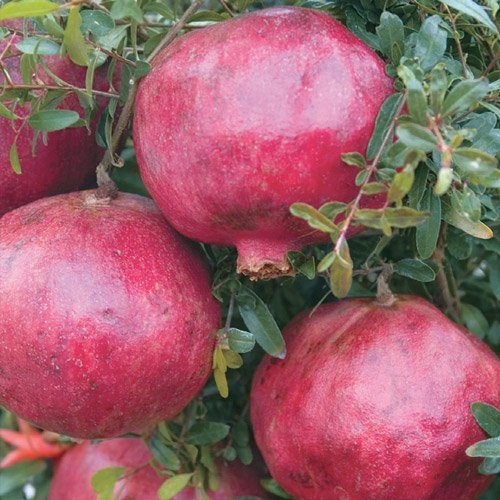 Bonsai Boy's Flowering Dwarf Pomegranate - Large Punica Granatum
