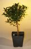Bonsai Boy's Pre Bonsai Flowering Brush Cherry Bonsai Tree - Small eugenia myrtifolia view 1