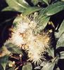 Bonsai Boy's Pre Bonsai Flowering Brush Cherry Bonsai Tree - Small eugenia myrtifolia view 2