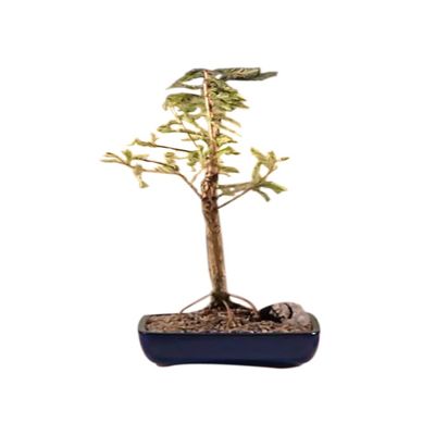 Bald Cypress Bonsai Tree(taxodium distichum)