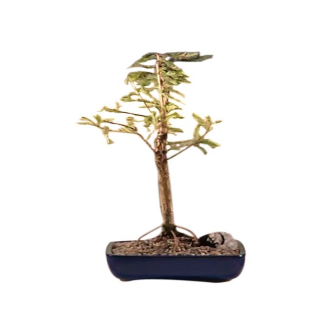 Bald Cypress Bonsai Tree(taxodium distichum)
