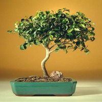 Bonsai Boy's ON THIS TREE Ficus Oriental - Large Ficus Orientalis