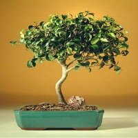 Bonsai Boy's ON THIS TREE Ficus Oriental - Large Ficus Orientalis