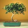 Bonsai Boy's ON THIS TREE Ficus Oriental - Large Ficus Orientalis view 1
