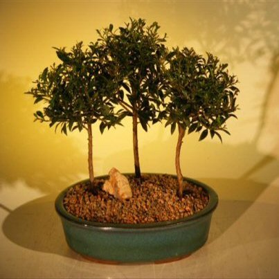 Bonsai Boy's Flowering Brush Cherry Bonsai Tree Three 3 Tree Forest Group eugenia myrtifolia