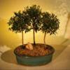 Bonsai Boy's Flowering Brush Cherry Bonsai Tree Three 3 Tree Forest Group eugenia myrtifolia view 1