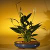 Bonsai Boy's Flowering Peace Lily Bonsai Tree spathiphyllum view 1