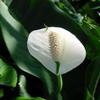 Bonsai Boy's Flowering Peace Lily Bonsai Tree spathiphyllum view 2