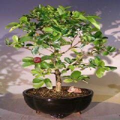 Bonsai Boy's Flowering Dwarf Weeping Barbados Cherry Bonsai Tree - Large malpighia Pendiculata